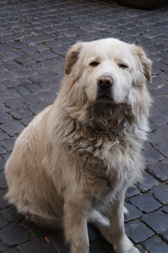 The dog in Italy